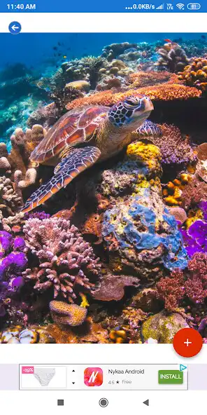 Play Coral Reef HD Wallpapers as an online game Coral Reef HD Wallpapers with UptoPlay