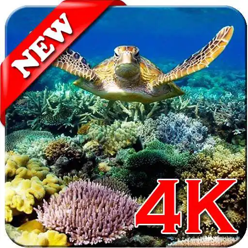 Play Coral Reef Wallpaper 4K APK Play Coral Reef Wallpaper 4K APK