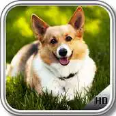 Free play online Corgi Pack 2 Wallpaper APK Free play online Corgi Pack 2 Wallpaper APK