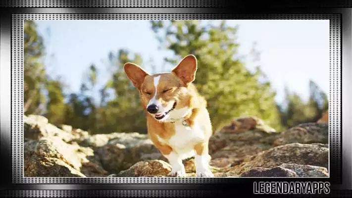 Play Corgi Pack 2 Wallpaper