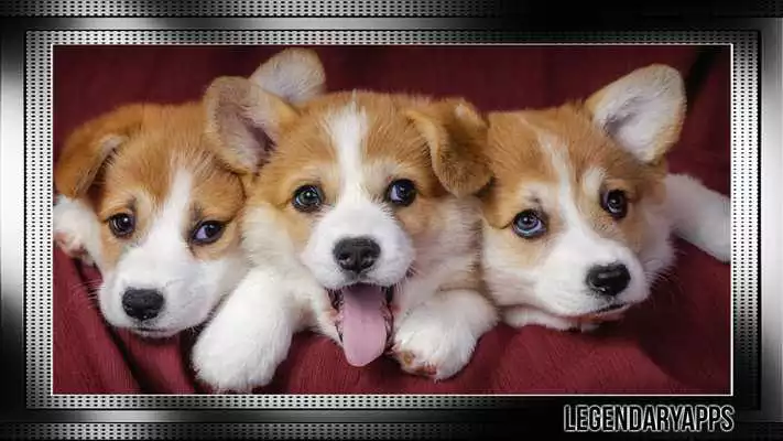 Play Corgi Pack 2 Wallpaper