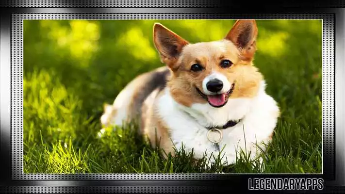Play Corgi Pack 2 Wallpaper