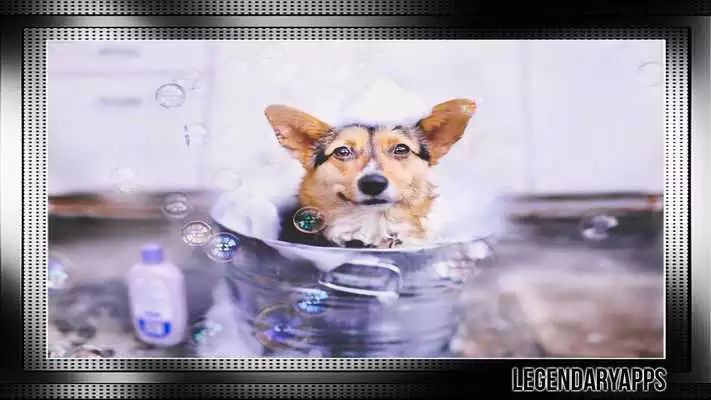 Play Corgi Pack 2 Wallpaper