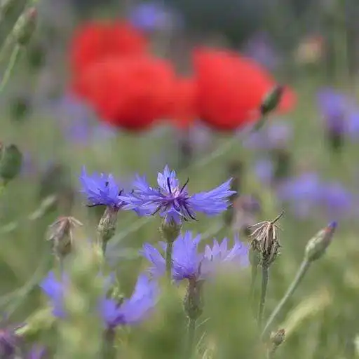 Play Cornflowers on the poppy field APK Play Cornflowers on the poppy field APK