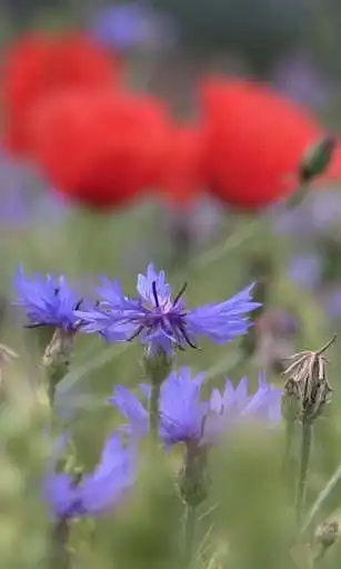 Play Cornflowers on the poppy field as an online game Cornflowers on the poppy field with UptoPlay