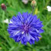 Free play online Cornflower Wallpapers APK Free play online Cornflower Wallpapers APK