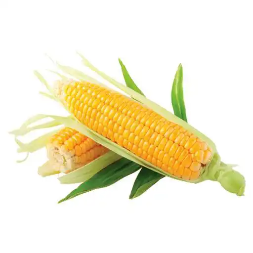 Play Corn: from Play Corn: from