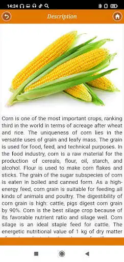 Play Corn: from 