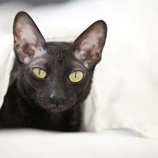 Play Cornish Rex Cat Wallpapers APK
