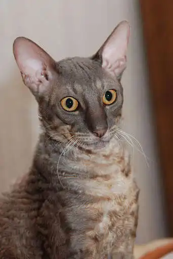 Play Cornish Rex Cat Wallpapers  and enjoy Cornish Rex Cat Wallpapers with UptoPlay