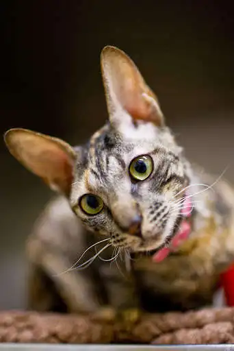 Play Cornish Rex Cat Wallpapers as an online game Cornish Rex Cat Wallpapers with UptoPlay