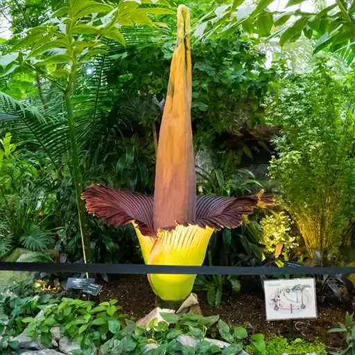 Play Corpse Flower Bloom APK