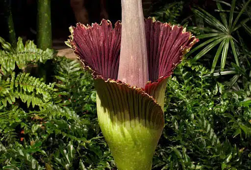 Play Corpse Flower Bloom as an online game Corpse Flower Bloom with UptoPlay