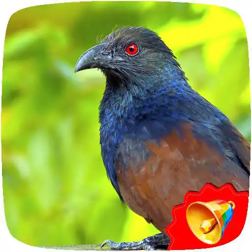 Play Coucal Sounds APK Play Coucal Sounds APK