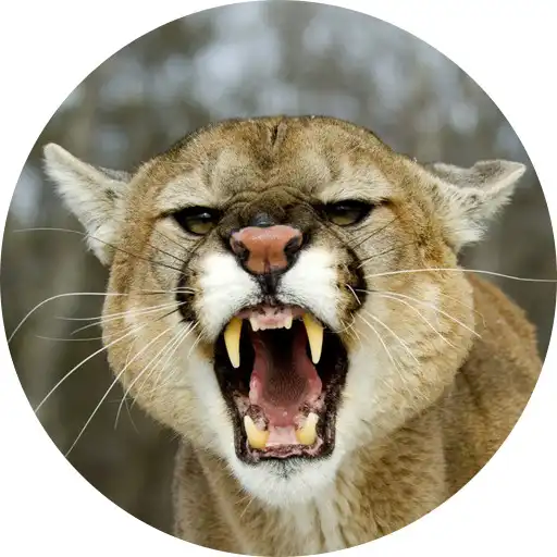 Play Cougar Mountain Lion Sounds APK Play Cougar Mountain Lion Sounds APK