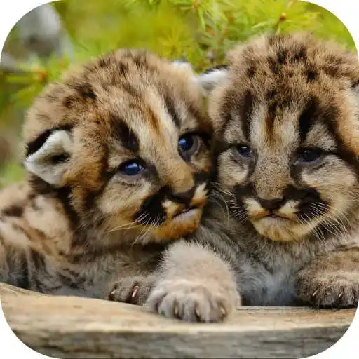 Play Cougars cubs. Nature wallpapers APK