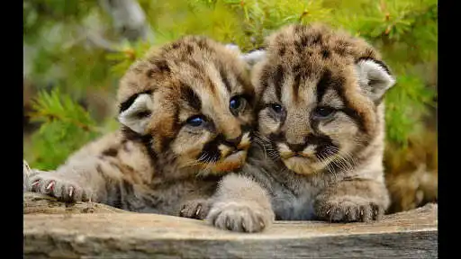 Play Cougars cubs. Nature wallpapers  and enjoy Cougars cubs. Nature wallpapers with UptoPlay
