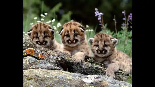 Play Cougars cubs. Nature wallpapers as an online game Cougars cubs. Nature wallpapers with UptoPlay