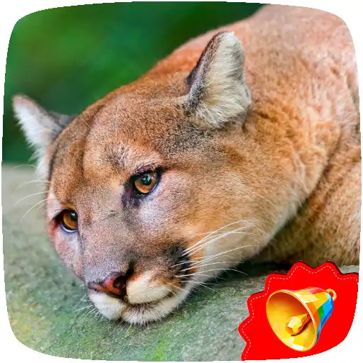 Free play online Cougar Sounds APK