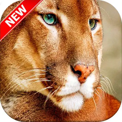 Free play online Cougar Wallpaper APK
