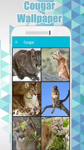 Play Cougar Wallpaper