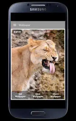 Play Cougar Wallpaper