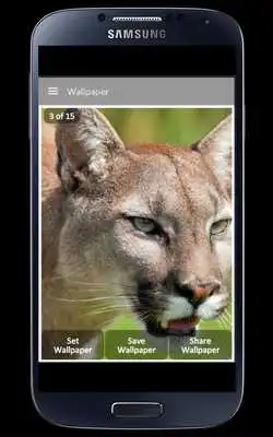 Play Cougar Wallpaper