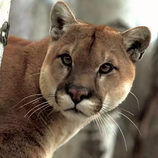 Play Cougar Wallpapers HD APK