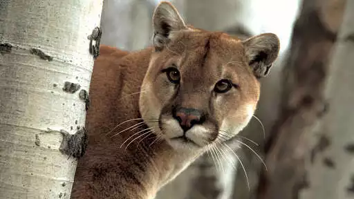 Play Cougar Wallpapers HD as an online game Cougar Wallpapers HD with UptoPlay
