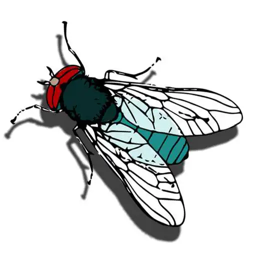 Free play online Counting Bugs APK