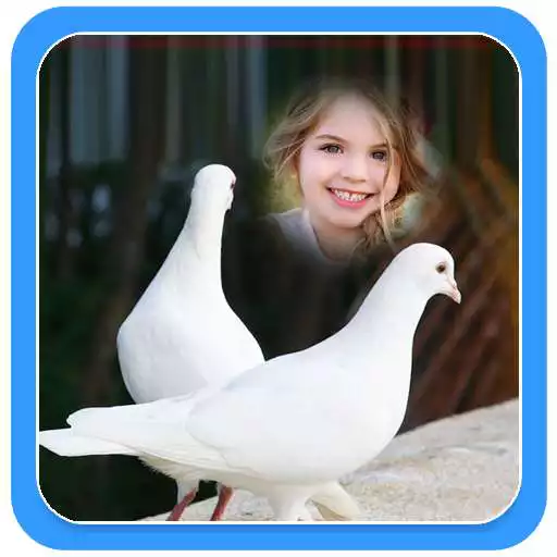 Free play online Couple Birds Photo Frames APK