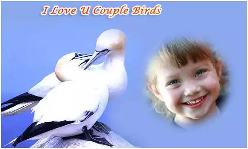 Play Couple Birds Photo Frames