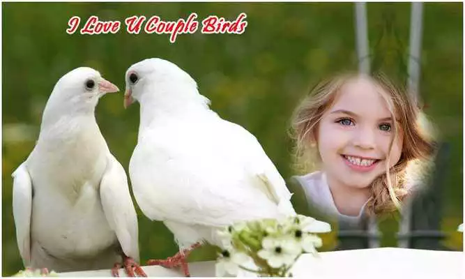 Play Couple Birds Photo Frames