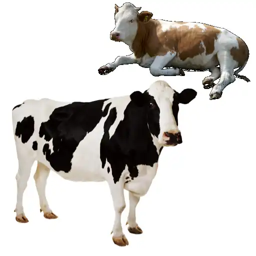 Play Cow Collector APK