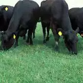 Free play online Cow Pastures Wallpapers (Free) APK