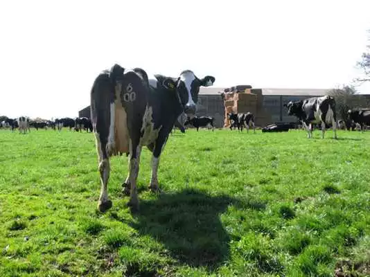 Play Cow Pastures Wallpapers (Free) Play Cow Pastures Wallpapers (Free)