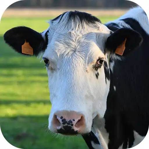 Play Cow shop APK