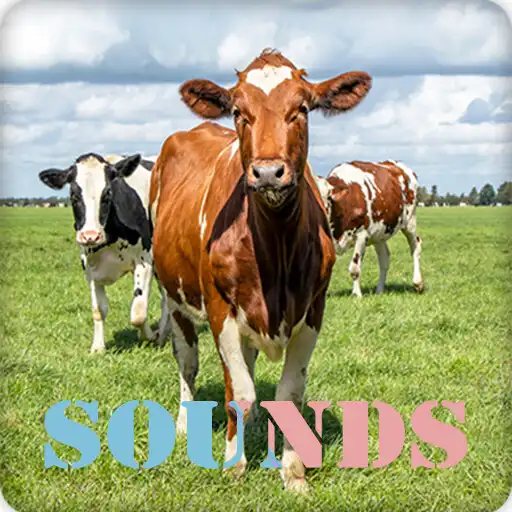 Play Cow Sound Ringtones APK