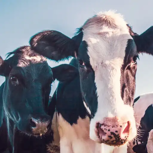 Play Cow Sounds 2022 APK