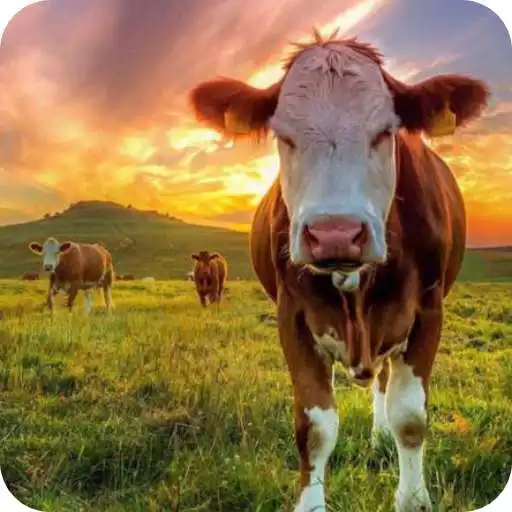 Play Cow Wallpaper APK Play Cow Wallpaper APK