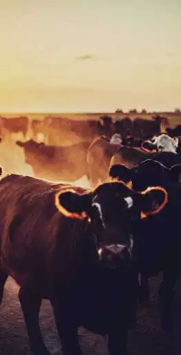 Play Cow Wallpaper as an online game Cow Wallpaper with UptoPlay