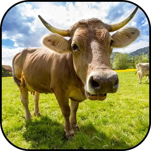 Free play online Cow Wallpapers APK