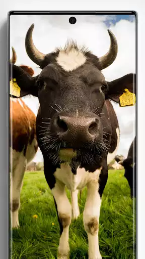 Play Cow Wallpapers and enjoy Cow Wallpapers with UptoPlay Play Cow Wallpapers and enjoy Cow Wallpapers with UptoPlay