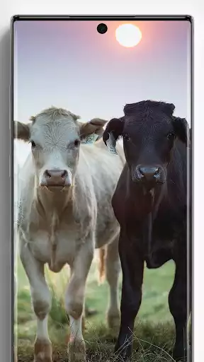 Play Cow Wallpapers as an online game online Cow Wallpapers with UptoPlay Play Cow Wallpapers as an online game Cow Wallpapers with UptoPlay