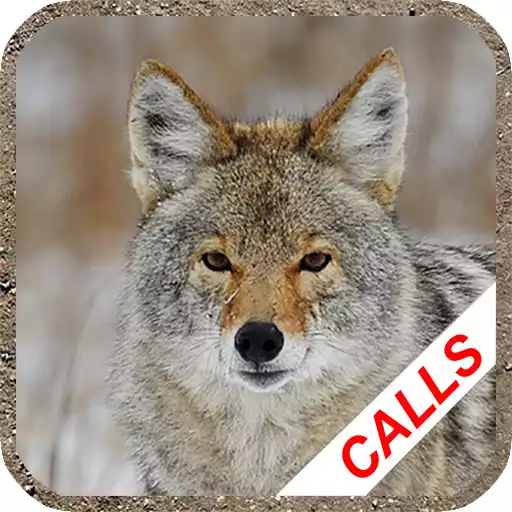 Play Coyote hunting calls APK