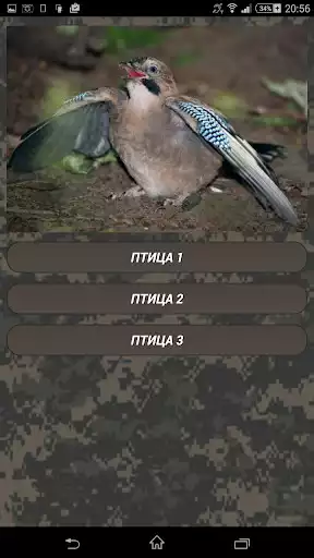 Play Coyote hunting calls as an online game Coyote hunting calls with UptoPlay