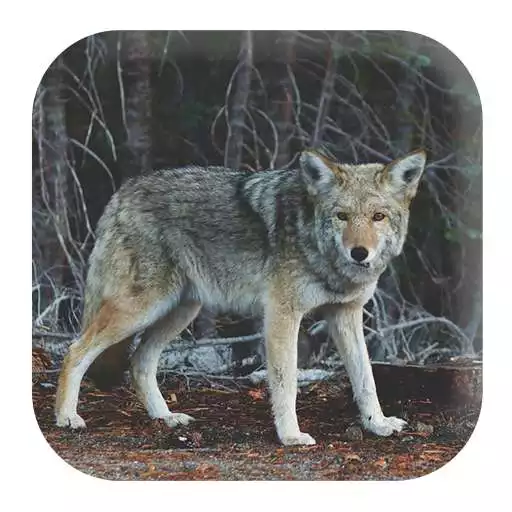 Play Coyote Sounds APK Play Coyote Sounds APK