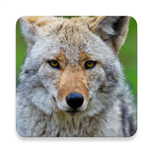 Play Coywolf Sound Collections ~ Sclip.app APK Play Coywolf Sound Collections ~ Sclip.app APK