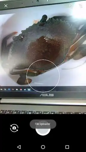 Play Crabifier as an online game Crabifier with UptoPlay