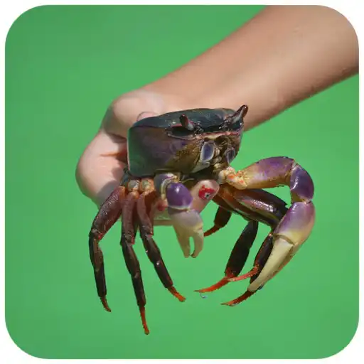 Play Crab Wallpaper APK
